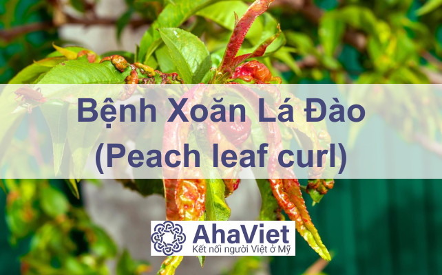 Bệnh Xoăn Lá Đào (Peach Leaf Curl) – Tóm tắt Dấu hiệu và Cách Trị Bệnh Xoăn Lá Đào