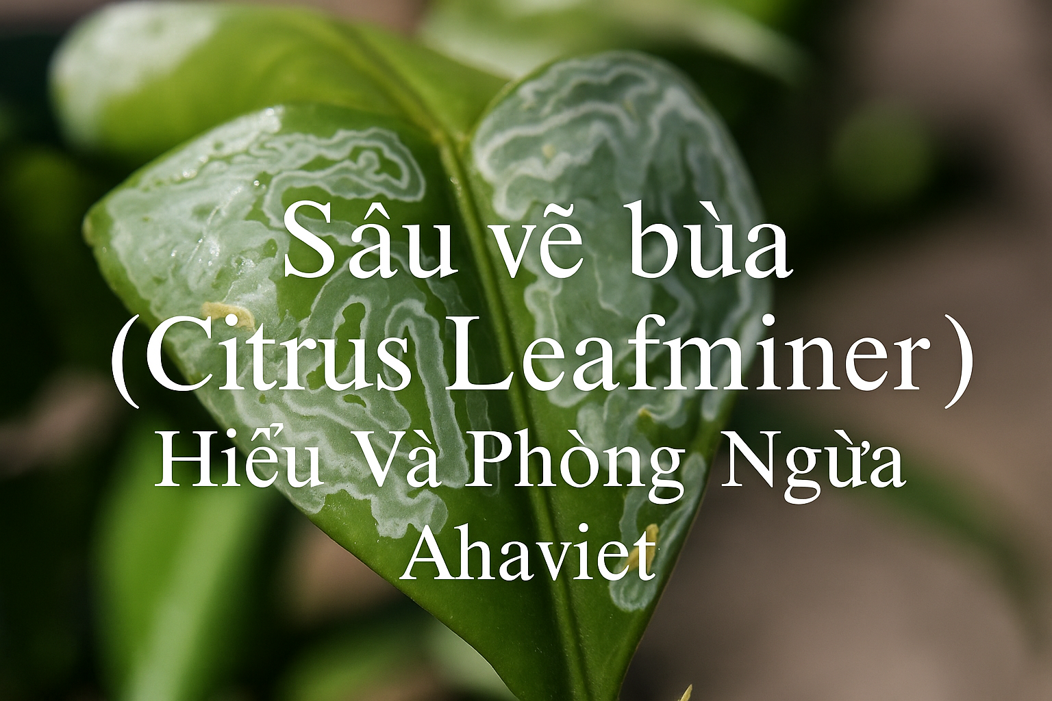 Sâu vẽ bùa (Citrus Leafminer) – Hiểu Và Phòng Ngừa
